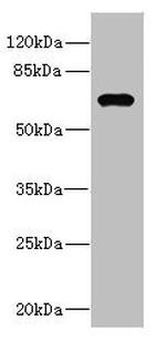 NRBP Antibody in Western Blot (WB)