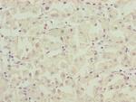NDUFA12 Antibody in Immunohistochemistry (Paraffin) (IHC (P))