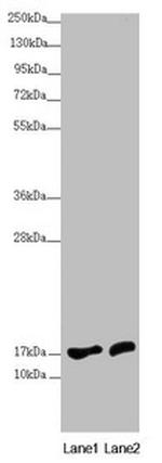 NDUFA12 Antibody in Western Blot (WB)