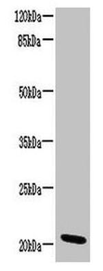 C15orf57 Polyclonal Antibody