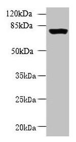 CLPB Antibody in Western Blot (WB)