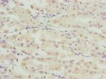RIBC2 Polyclonal Antibody