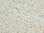 RIBC2 Antibody in Immunohistochemistry (Paraffin) (IHC (P))