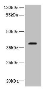 RIBC2 Antibody in Western Blot (WB)