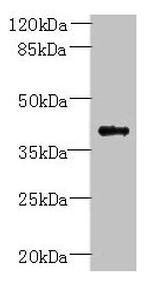 PSTPIP2 Antibody in Western Blot (WB)