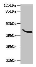 LRTM1 Antibody in Western Blot (WB)