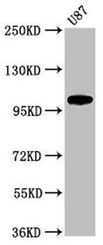 LGR6 Antibody in Western Blot (WB)