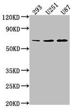 TCF7L1 Polyclonal Antibody