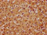 C20orf3 Antibody in Immunohistochemistry (Paraffin) (IHC (P))