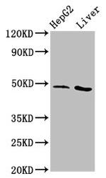 C20orf3 Antibody in Western Blot (WB)