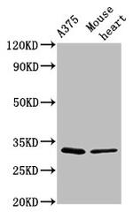 C3orf1 Antibody in Western Blot (WB)