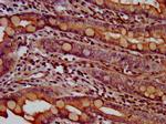 TMEM16B Antibody in Immunohistochemistry (Paraffin) (IHC (P))