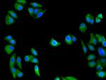 GULP1 Polyclonal Antibody
