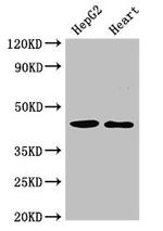 GULP1 Antibody in Western Blot (WB)