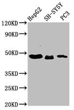 CXorf36 Antibody in Western Blot (WB)