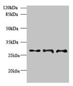 BarX1 Polyclonal Antibody