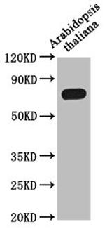 MED37A Polyclonal Antibody