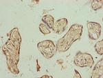 PLCXD1 Antibody in Immunohistochemistry (Paraffin) (IHC (P))