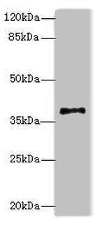 PLCXD1 Antibody in Western Blot (WB)
