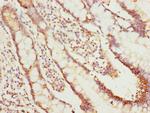 NLE1 Polyclonal Antibody