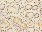 Pallidin Antibody in Immunohistochemistry (Paraffin) (IHC (P))