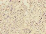 Pallidin Polyclonal Antibody