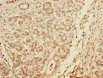 Pallidin Polyclonal Antibody