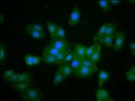 Muskelin Polyclonal Antibody