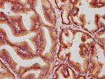 Muskelin Antibody in Immunohistochemistry (Paraffin) (IHC (P))