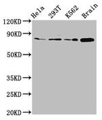 Muskelin Antibody in Western Blot (WB)