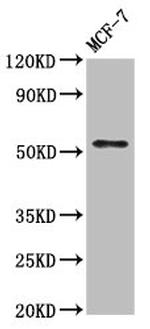 WASF3 Antibody in Western Blot (WB)