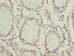 HOOK1 Antibody in Immunohistochemistry (Paraffin) (IHC (P))