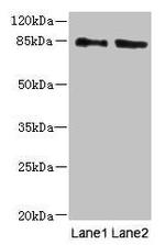 HOOK1 Antibody in Western Blot (WB)