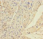 ANGPTL2 Antibody in Immunohistochemistry (Paraffin) (IHC (P))