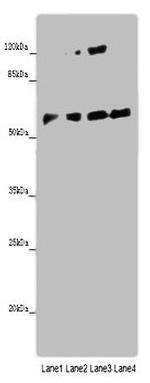 ANGPTL2 Antibody in Western Blot (WB)