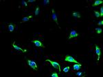 GPR34 Antibody in Immunocytochemistry (ICC/IF)