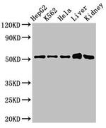 FBXW2 Antibody in Western Blot (WB)
