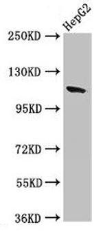 Contactin 6 Antibody in Western Blot (WB)