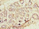 EBP1 Antibody in Immunohistochemistry (Paraffin) (IHC (P))