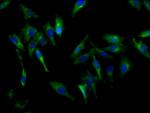 CDH9 Antibody in Immunocytochemistry (ICC/IF)