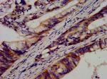 CDH9 Antibody in Immunohistochemistry (Paraffin) (IHC (P))