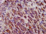 CDH9 Antibody in Immunohistochemistry (Paraffin) (IHC (P))