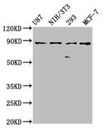 CDH9 Antibody in Western Blot (WB)