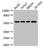 Dynactin 4 Polyclonal Antibody