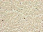 COPS3 Antibody in Immunohistochemistry (Paraffin) (IHC (P))