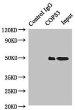 COPS3 Antibody in Western Blot (WB)