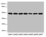 COPS3 Antibody in Western Blot (WB)