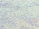 ASF1A Polyclonal Antibody