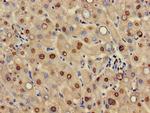 HIF3A Antibody in Immunohistochemistry (Paraffin) (IHC (P))