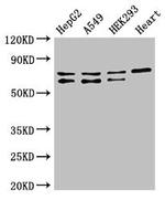 HIF3A Antibody in Western Blot (WB)